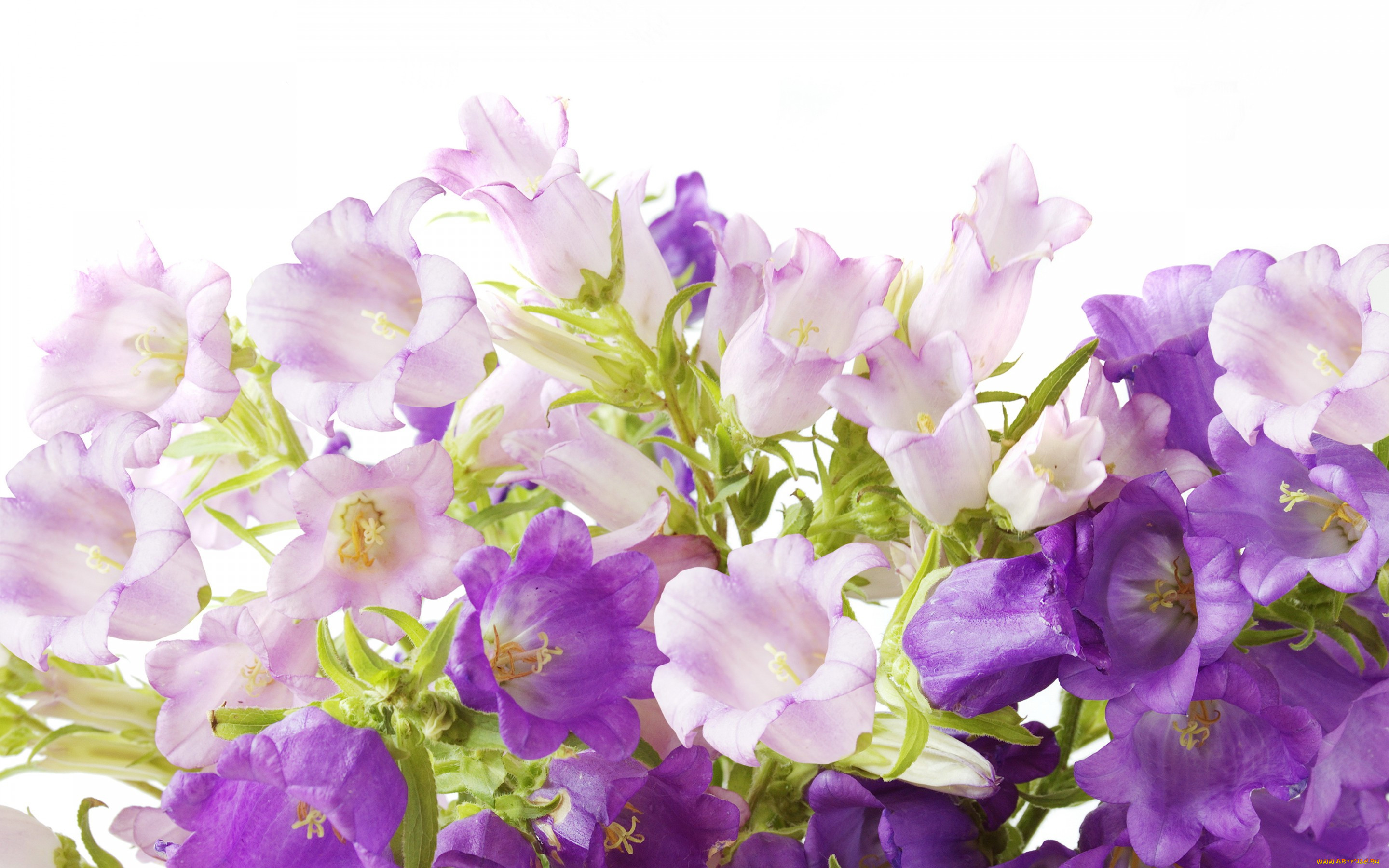 , , , flowers, campanula